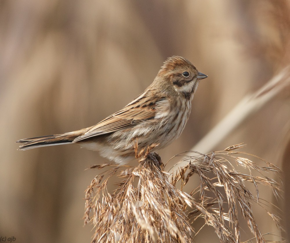 Female Reed bunting