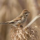 Female Reed bunting
