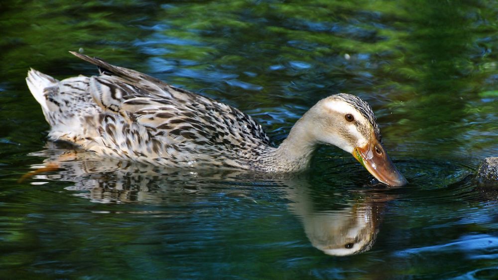 female reflection.