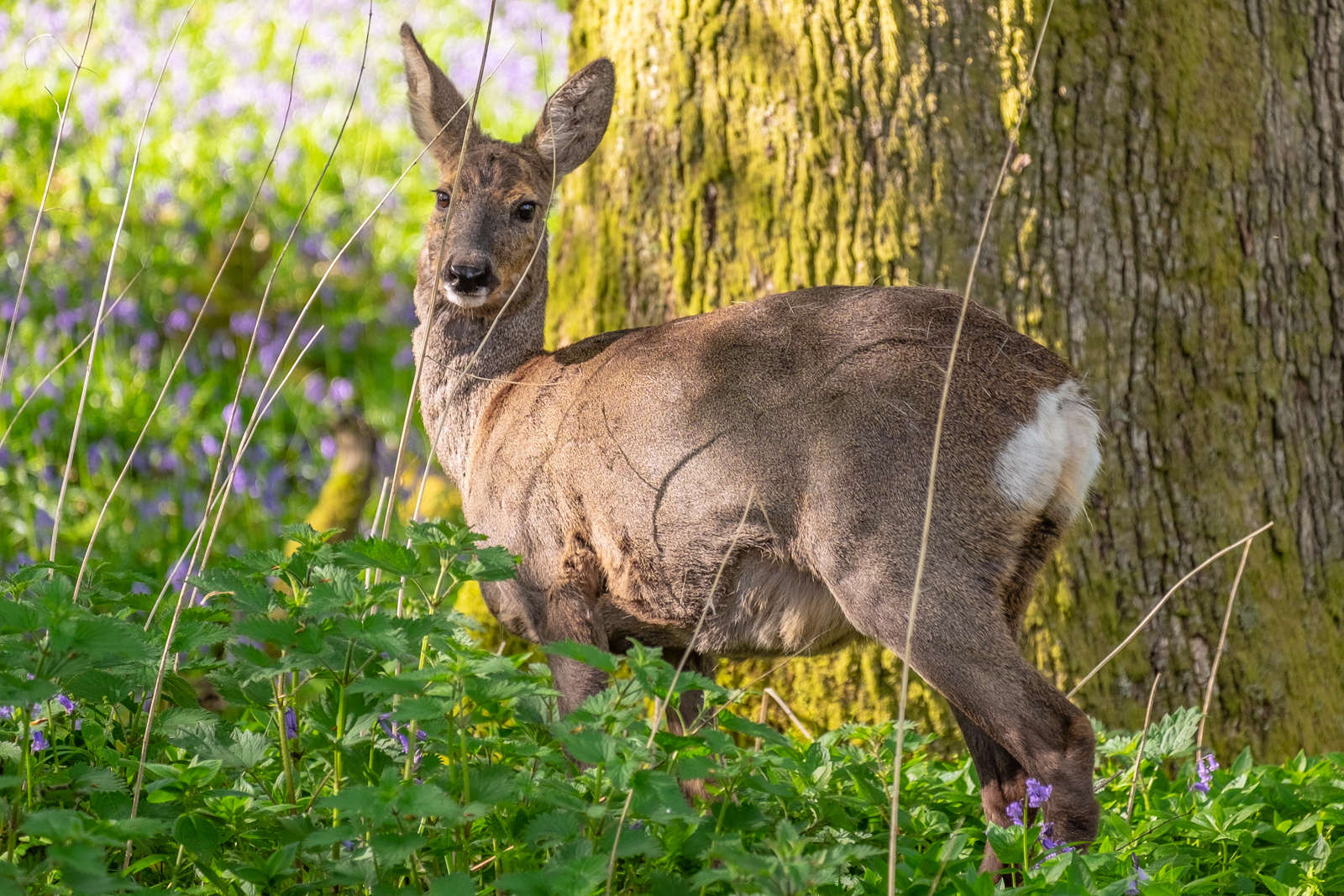 A Young Female Of European Roe Deer (Capreolus Capreolus), 48% OFF