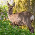 "Female Roe Deer"