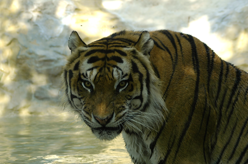 female royal bengal tiger