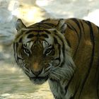 female royal bengal tiger