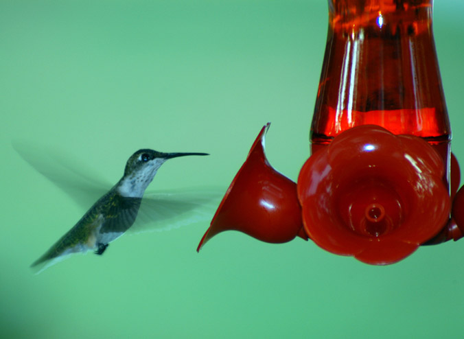 Female Ruby-Throated Hummingbird