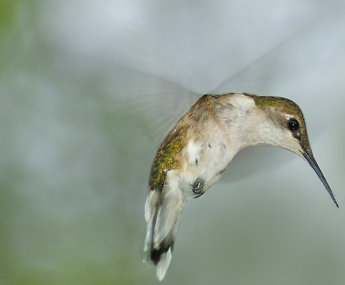 Female Rubythroated Hummingbird