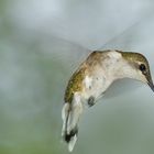 Female Rubythroated Hummingbird