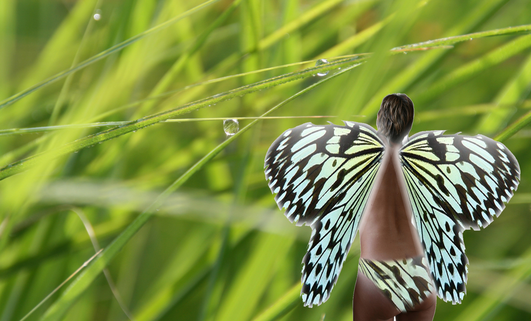 female Schmetterling im Gras