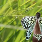 female Schmetterling im Gras
