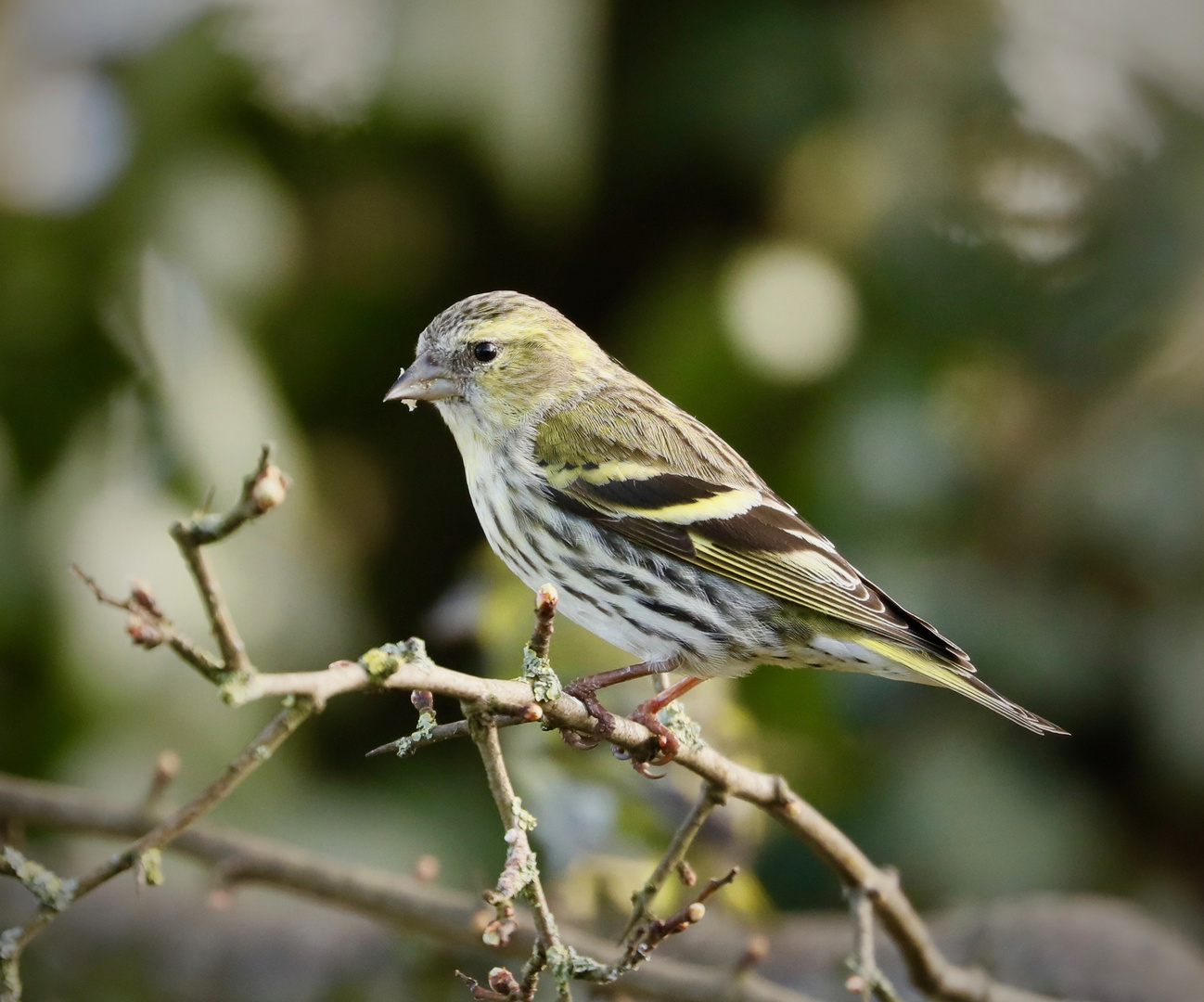 Female Siskin