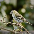 Female Siskin