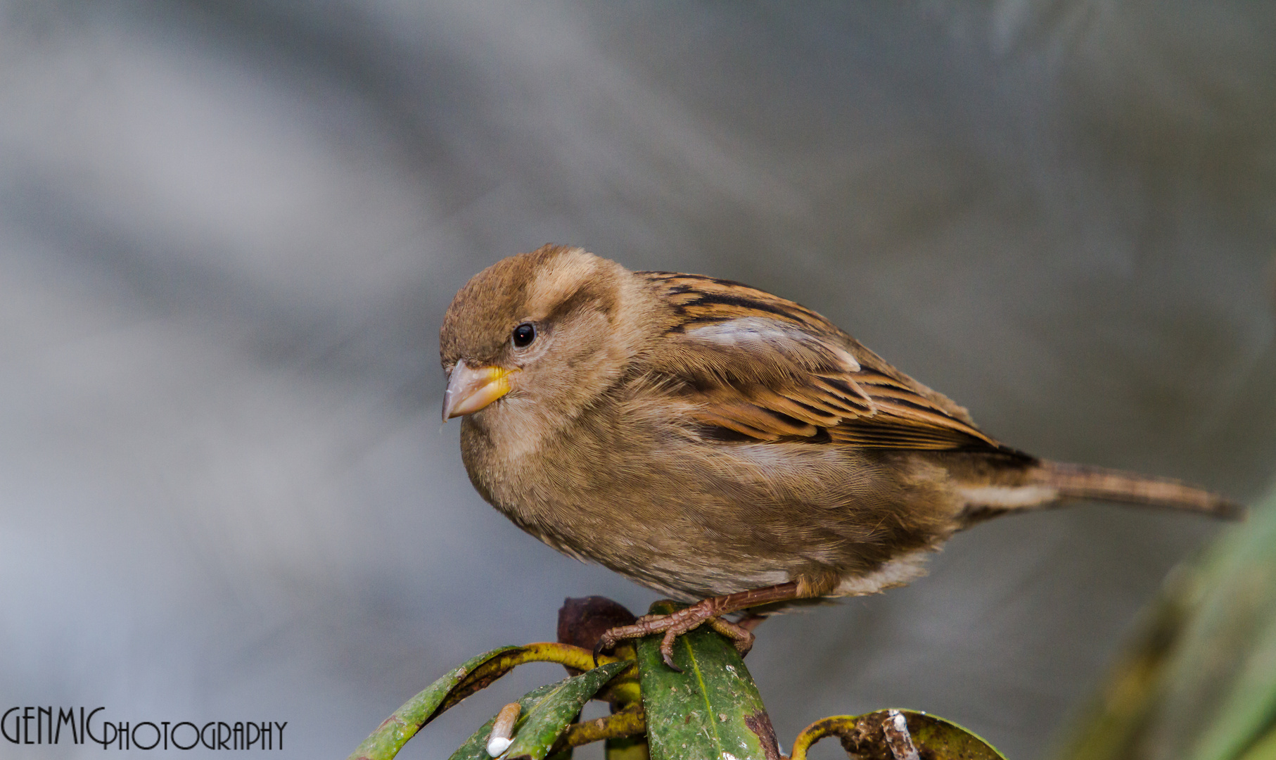 female sparrow