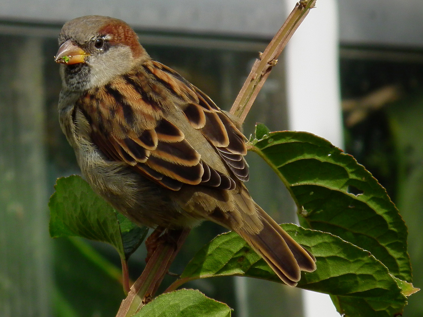 Female Sparrow