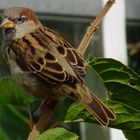 Female Sparrow