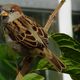 Female Sparrow