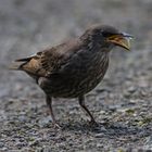 female Starling 