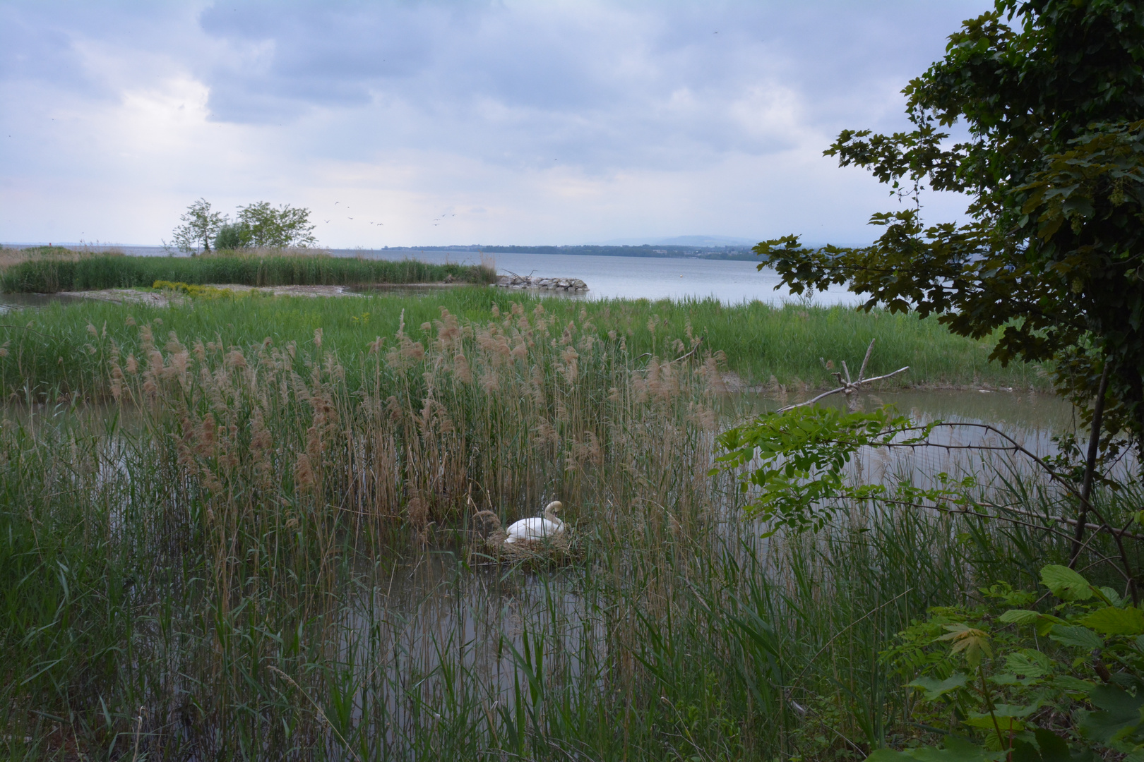 Female swan broods on her nest.