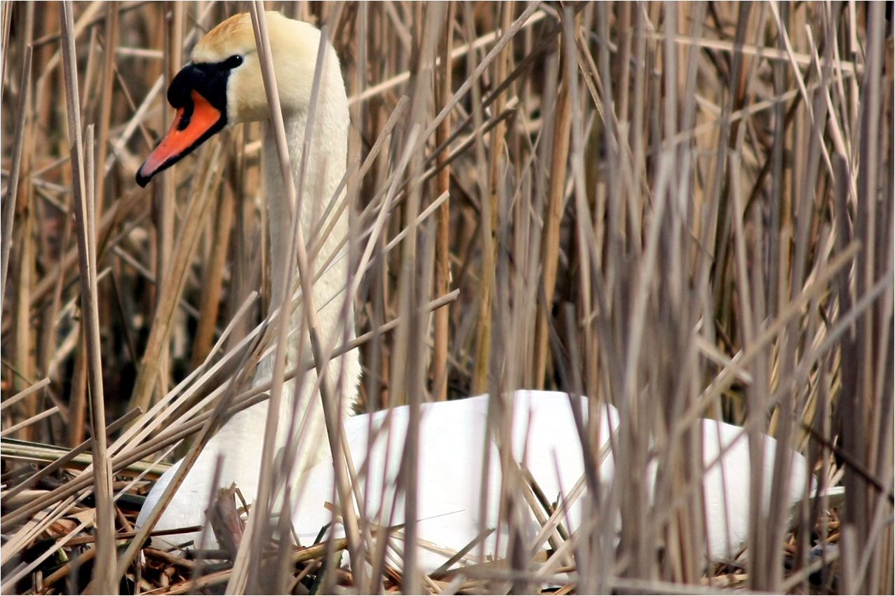 Female swan sitting on a nest