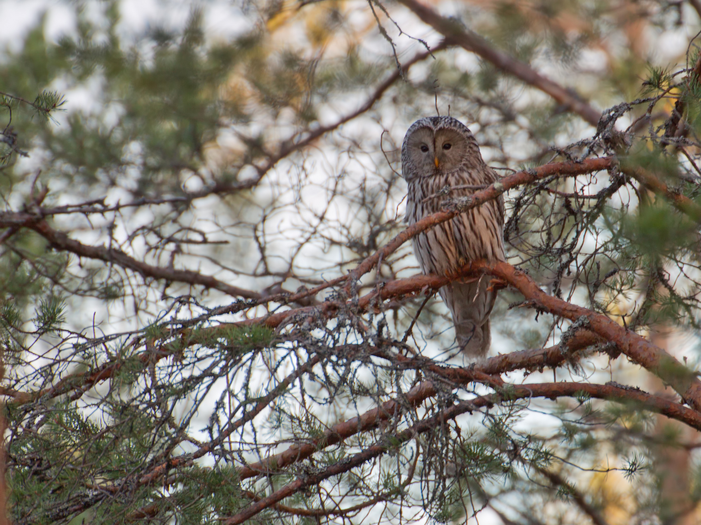 Female ural owl (Habichtskauz)