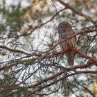 Female ural owl (Habichtskauz)