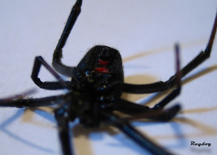 Female Widow