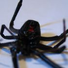 Female Widow