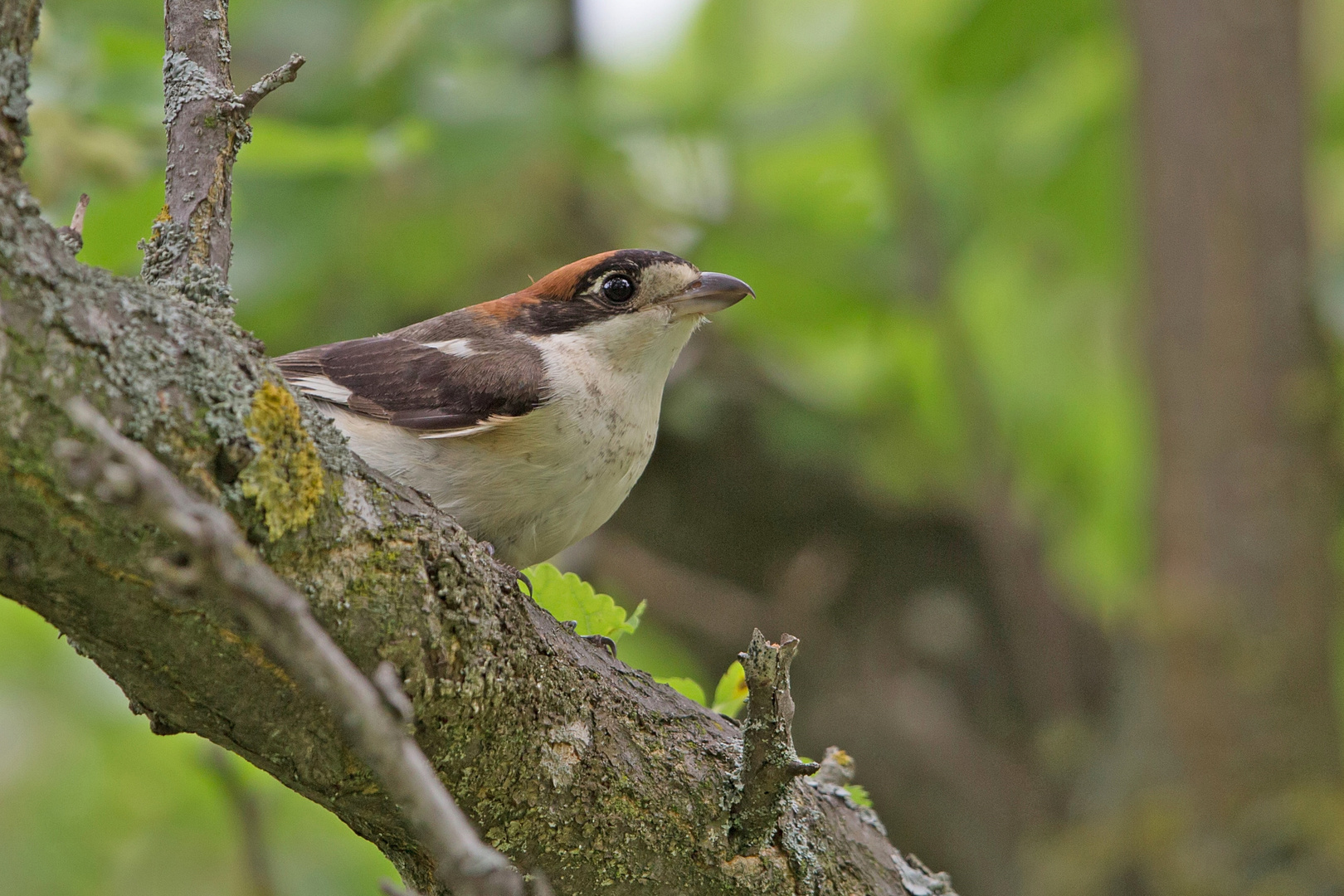 female woodchat shrike