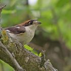 female woodchat shrike