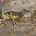 Female yellow wagtail