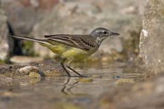 Female yellow wagtail