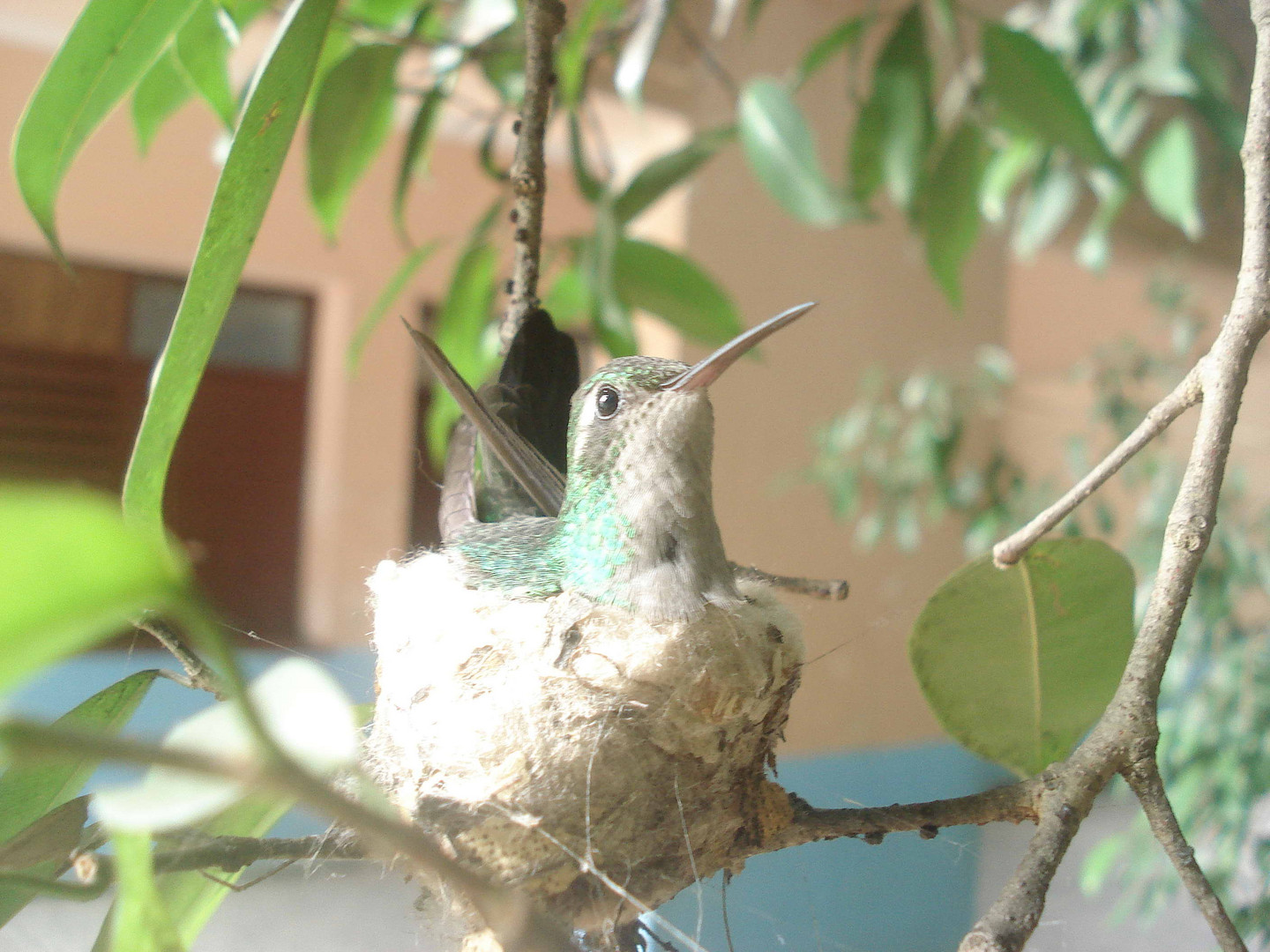 Female Zunzun in nest