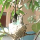 Female Zunzun in nest