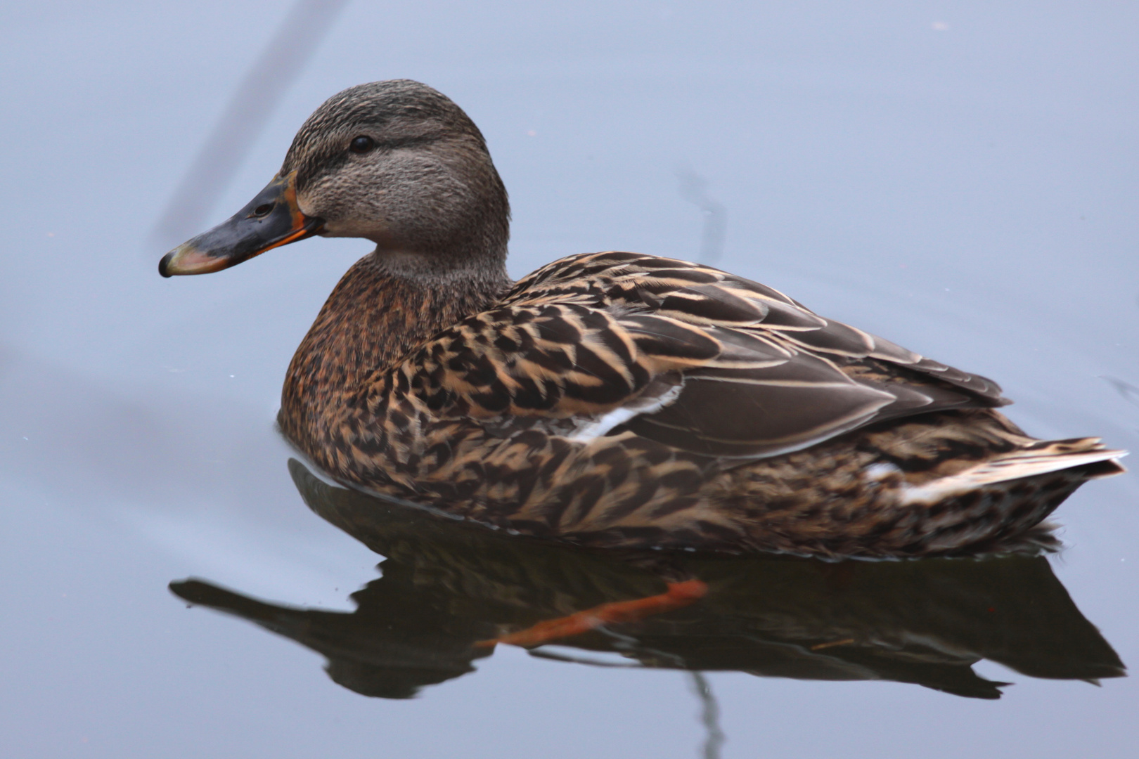 Femelle canard Colvert