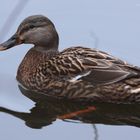 Femelle canard Colvert