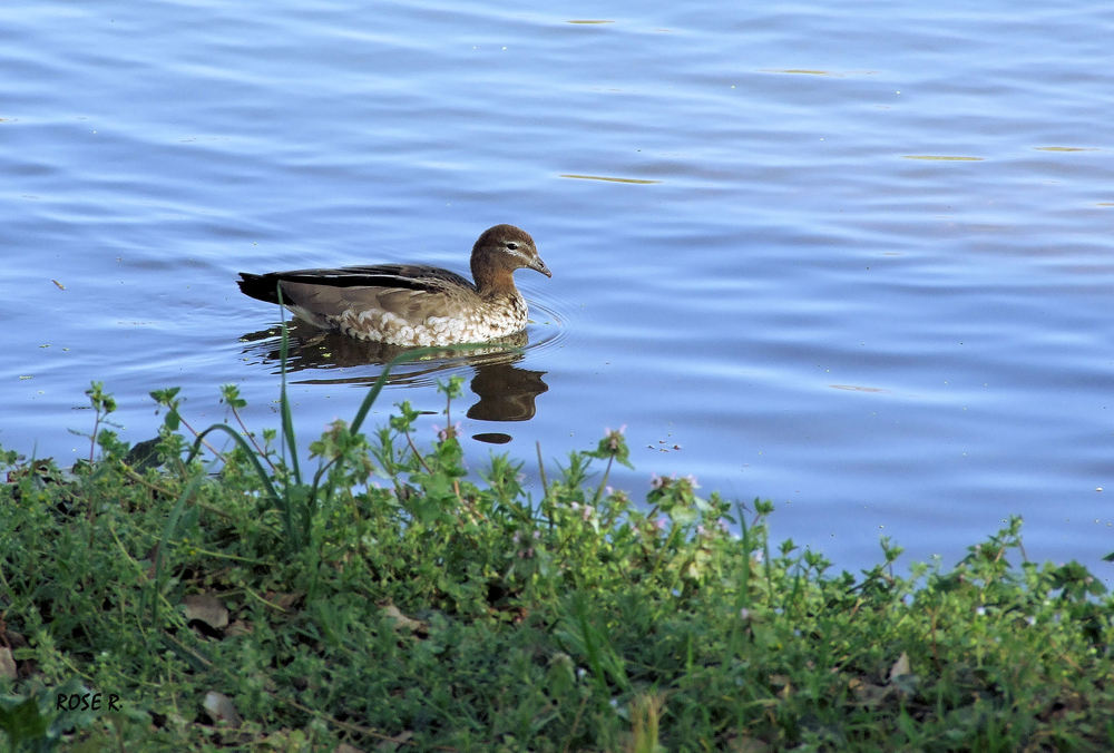 Femelle canard mandarin