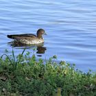 Femelle canard mandarin