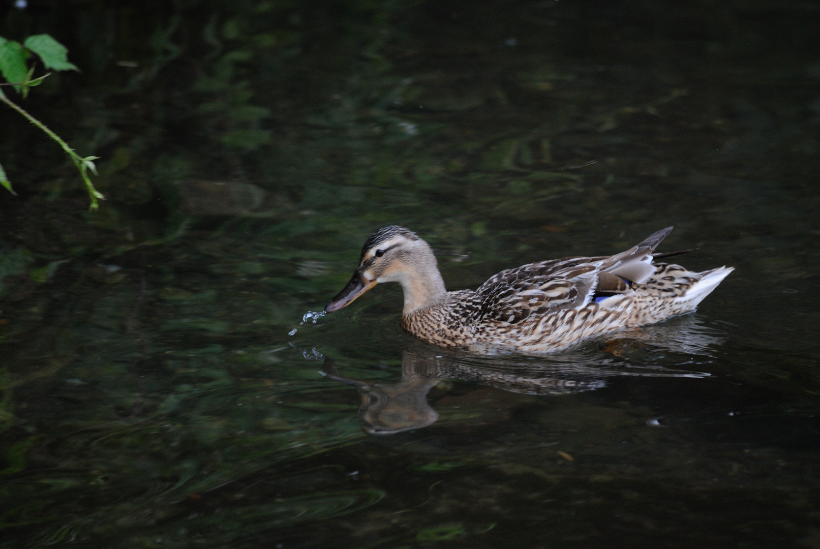 femelle colvert