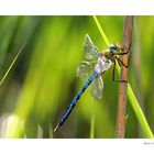 femelle d'Anax empereur dans une roselière