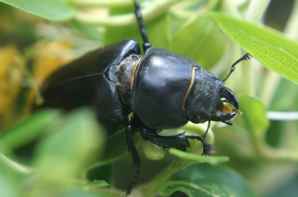 Femelle de Cerf Volant