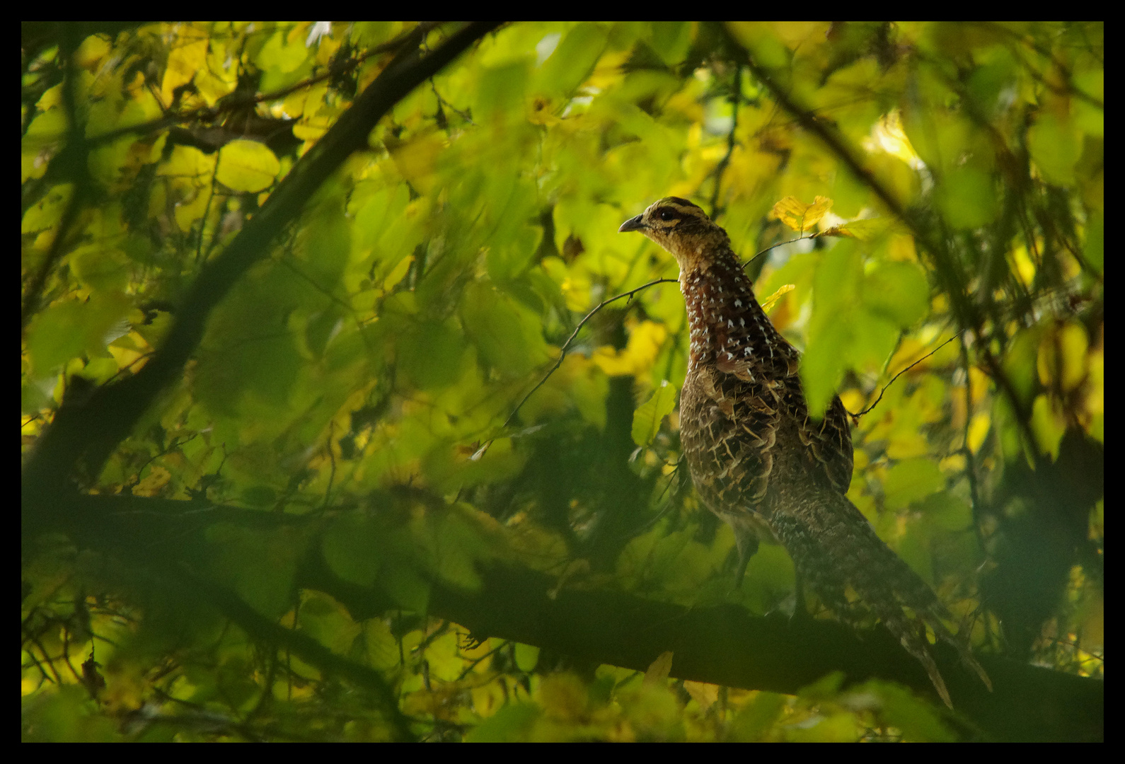 Femelle de faisan vénéré dans son arbre.