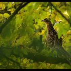 Femelle de faisan vénéré dans son arbre.