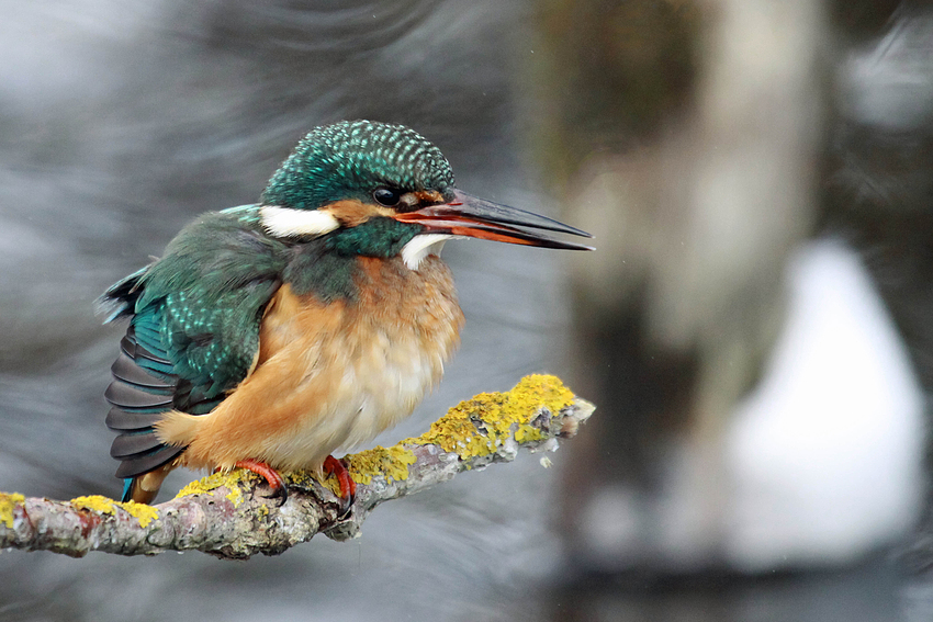 Femelle d'Eisvogel