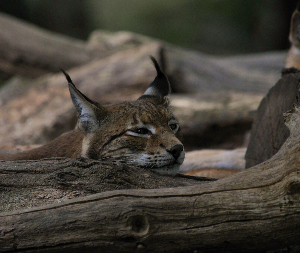 femelle lynx au repos