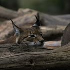 femelle lynx au repos