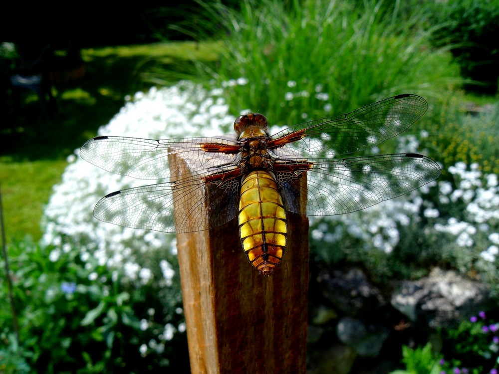 Femelle mature Platetrum depressum L. (ou Libellula depressa)