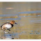 Femelle Milouin sur glace