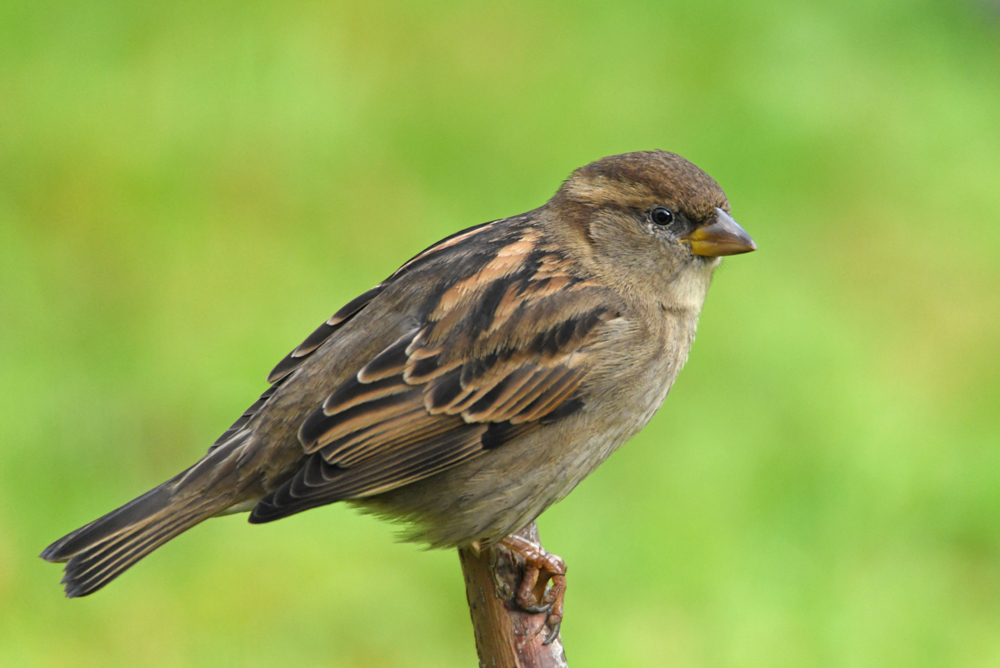 Femelle moineau photo et image animations photographiques, un jour