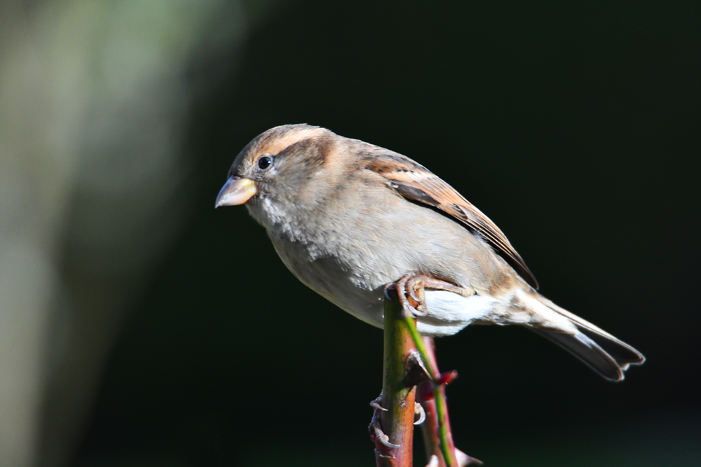 Femelle moineau