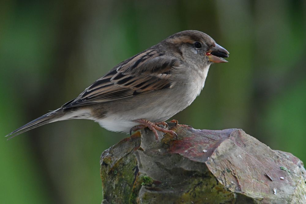 Femelle moineau domestique