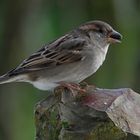 Femelle moineau domestique