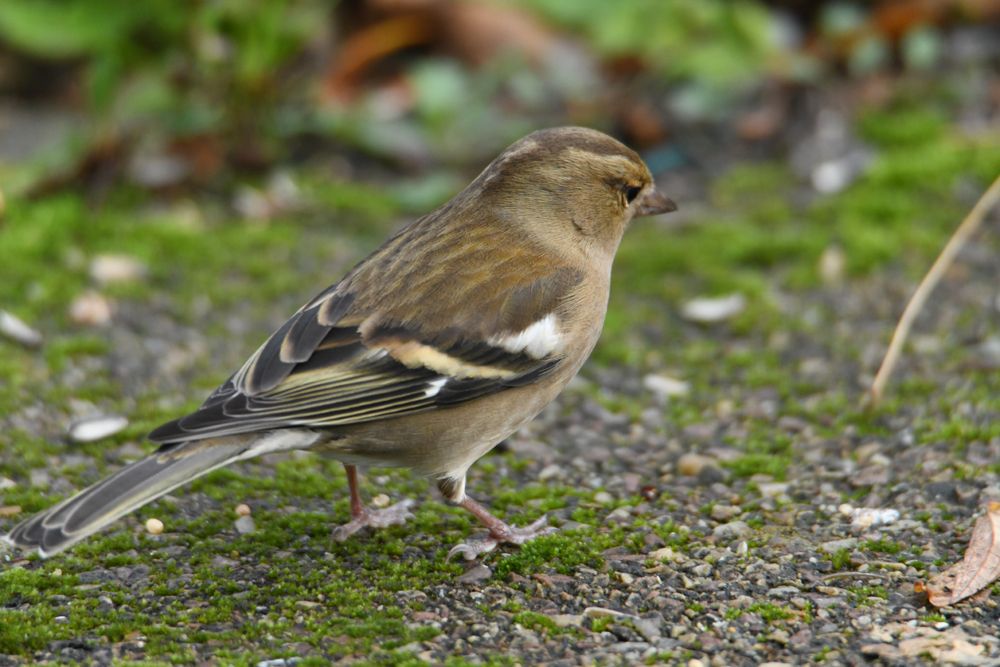 Femelle pinson photo et image animaux, animaux sauvages, oiseaux